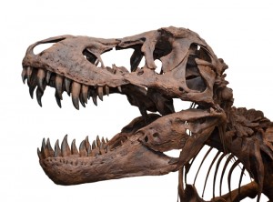 tyrannosaurus