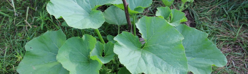 4 étapes pour garder Monsanto OUT de votre jardin